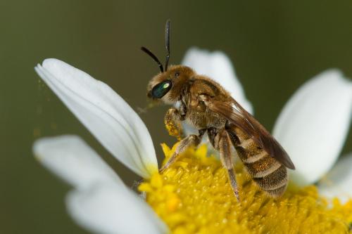 Seladonia subaurata